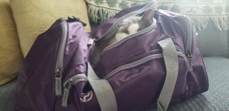 Peekaboo Annie - kitty in backpack