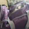 Peekaboo Annie - kitty in backpack