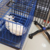 Recovery Time for Parvo - puppy on IV in crate