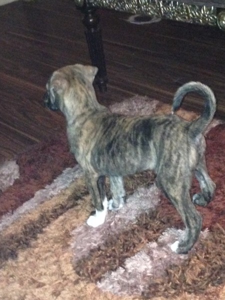 Is My Dog a Pit Bull?