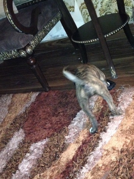 Is My Dog a Pit Bull?