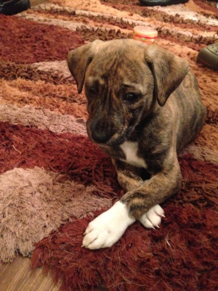 Is My Dog a Pit Bull?