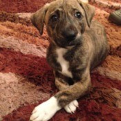 Is My Dog a Pit Bull? - brindle puppy