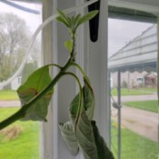 Saving an Avocado Plant  - tree with wilted leaves and new growth at the top
