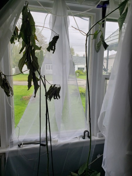 Saving an Avocado Plant