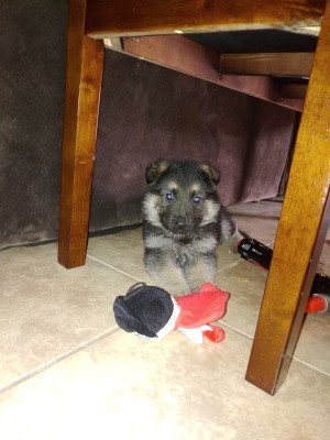 Is My Puppy a Purebred German Shepherd? - puppy under a table