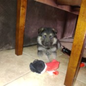Is My Puppy a Purebred German Shepherd? - puppy under a table