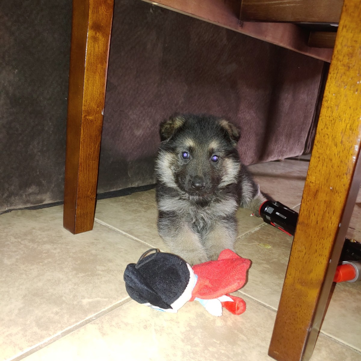 Is My Puppy a Purebred German Shepherd? ThriftyFun