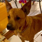 Is My Dog a Pit Bull?