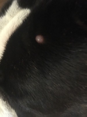Treating a Bubble on My Dog's Head - bump