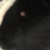 Treating a Bubble on My Dog's Head - bump