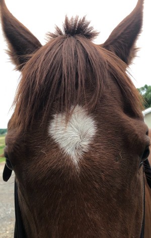 Identifying a Bump on a Horse's Face