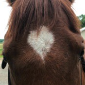 Identifying a Bump on a Horse's Face