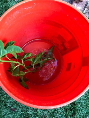 Growing Passionfruit from Cuttings