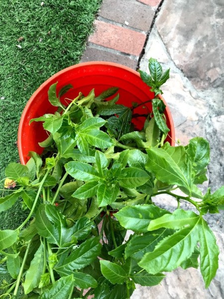 Growing Passionfruit from Cuttings - cuttings in a Home Depot bucket