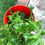 Growing Passionfruit from Cuttings - cuttings in a Home Depot bucket