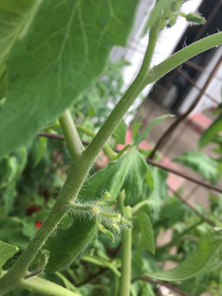 Tomato Plants Not Blooming - closeup of unopened buds