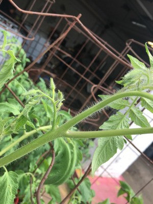 Tomato Plants Not Blooming - unopened buds