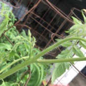 Tomato Plants Not Blooming - unopened buds