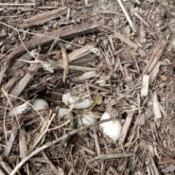 I Found a Duck's Nest with Eggs - eggs formerly under a bush