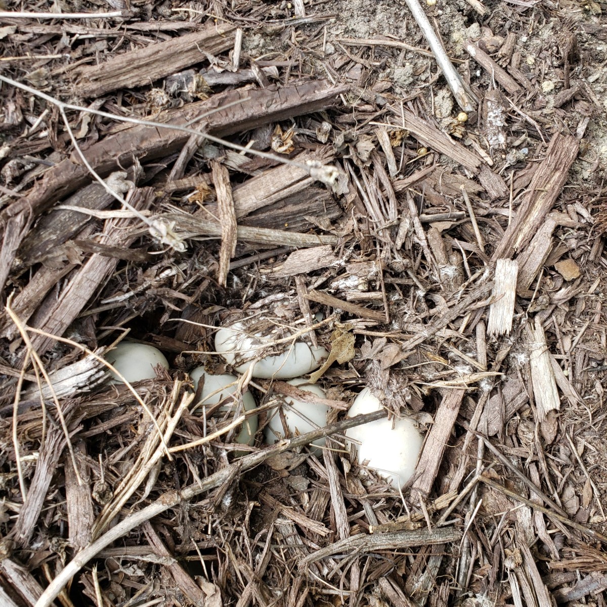 I Found a Duck's Nest with Eggs? ThriftyFun