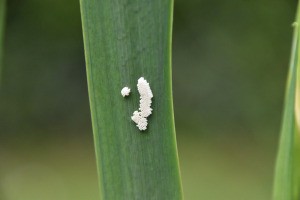 Identifying Insect Eggs on a Yellow Iris - elongated cluster of white insect eggs