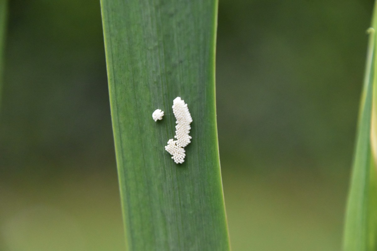 Identifying Insect Eggs ThriftyFun