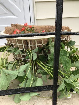 Making a Strawberry Planter from a Laundry Basket - planted basket sitting on stoop