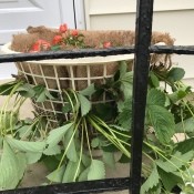 Making a Strawberry Planter from a Laundry Basket - planted basket sitting on stoop