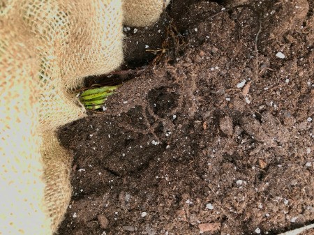Making a Strawberry Planter from a Laundry Basket - push the plants through and cover with soil