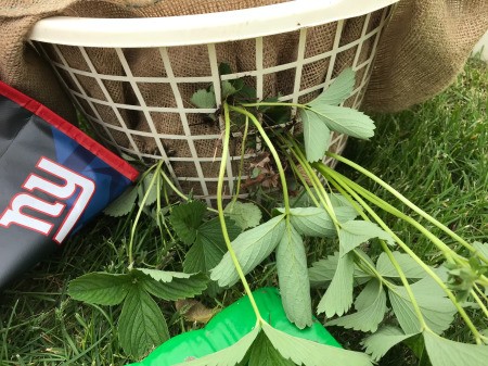 Making a Strawberry Planter from a Laundry Basket - plant from the front and sides