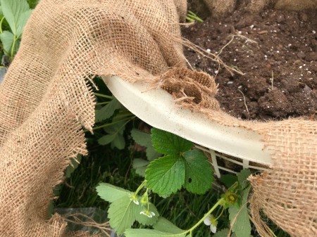 Making a Strawberry Planter from a Laundry Basket - trim off excess burlap