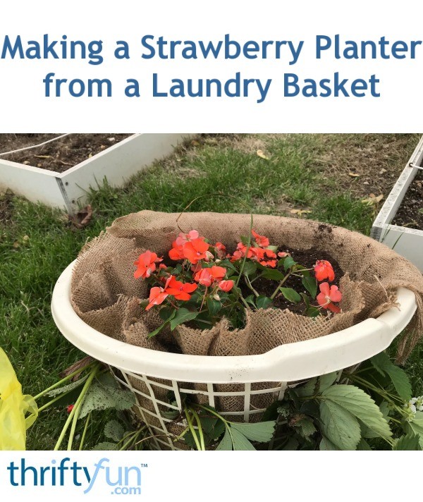 Making a Strawberry Planter from a Laundry Basket | ThriftyFun