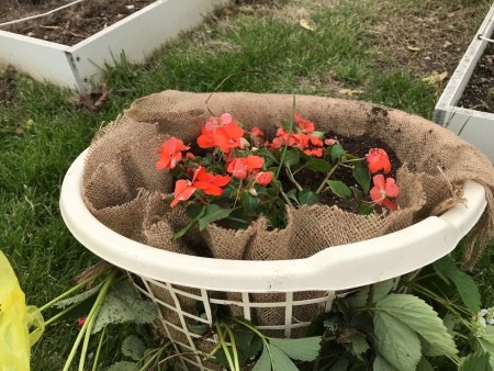 Making a Strawberry Planter from a Laundry Basket - add more soil as needed and plant your choice of plants on top