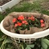 Making a Strawberry Planter from a Laundry Basket - add more soil as needed and plant your choice of plants on top