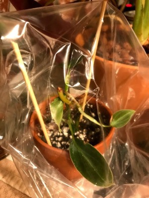 Increasing Humidity for Newly Potted Houseplants - plastic bag over a houseplant being held up by two skewers