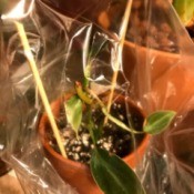 Increasing Humidity for Newly Potted Houseplants - plastic bag over a houseplant being held up by two skewers