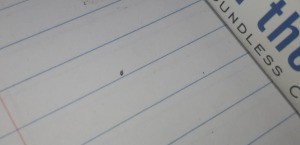 Identifying Tiny Bugs - tiny dark bug on a piece of lined paper