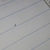 Identifying Tiny Bugs - tiny dark bug on a piece of lined paper