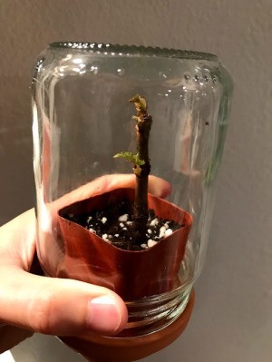 A houseplant with an upside down jar over the top.