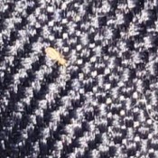 Identifying Tiny Tan Bugs - bug on upholstery