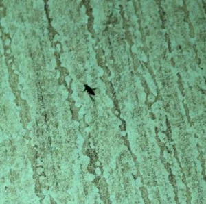 Identifying Little Black Biting Bugs - black bug on green floor