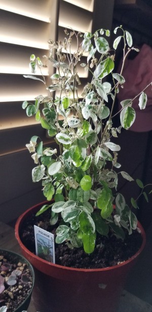 Identifying a Houseplant - tall houseplant with green and white leaves