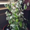 Identifying a Houseplant - tall houseplant with green and white leaves