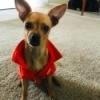 What Breed Is My Chihuahua Mixed With? - brown Chi wearing an orange jacket