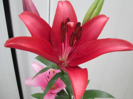 I Love Lilies - closeup of a light pink lily in the background and a much darker reddish pink in the foreground