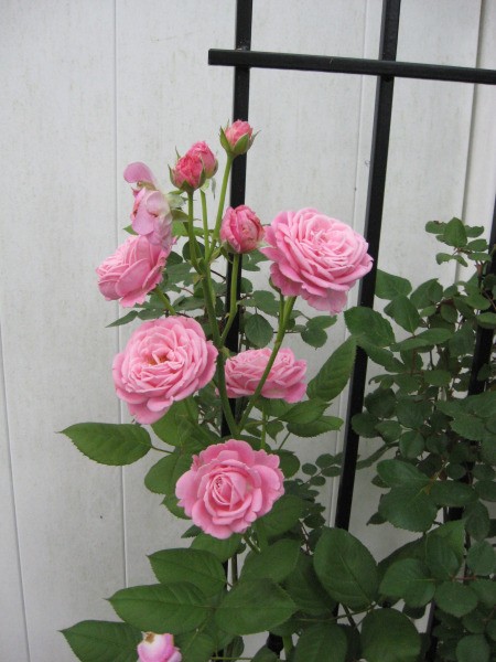 Sweetheart Roses - pink roses against a trellis