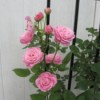 Sweetheart Roses - pink roses against a trellis