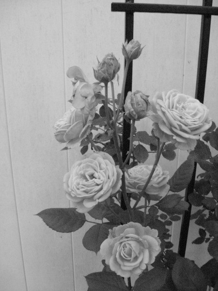 Sweetheart Roses - black and white version of the photo