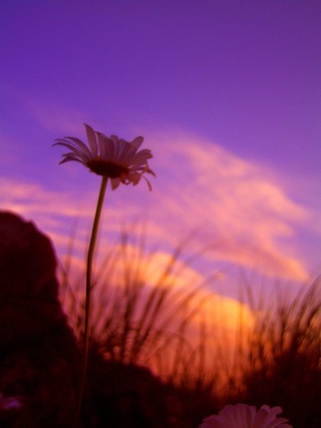 Daisy at Dusk - roadside daisy at dusk